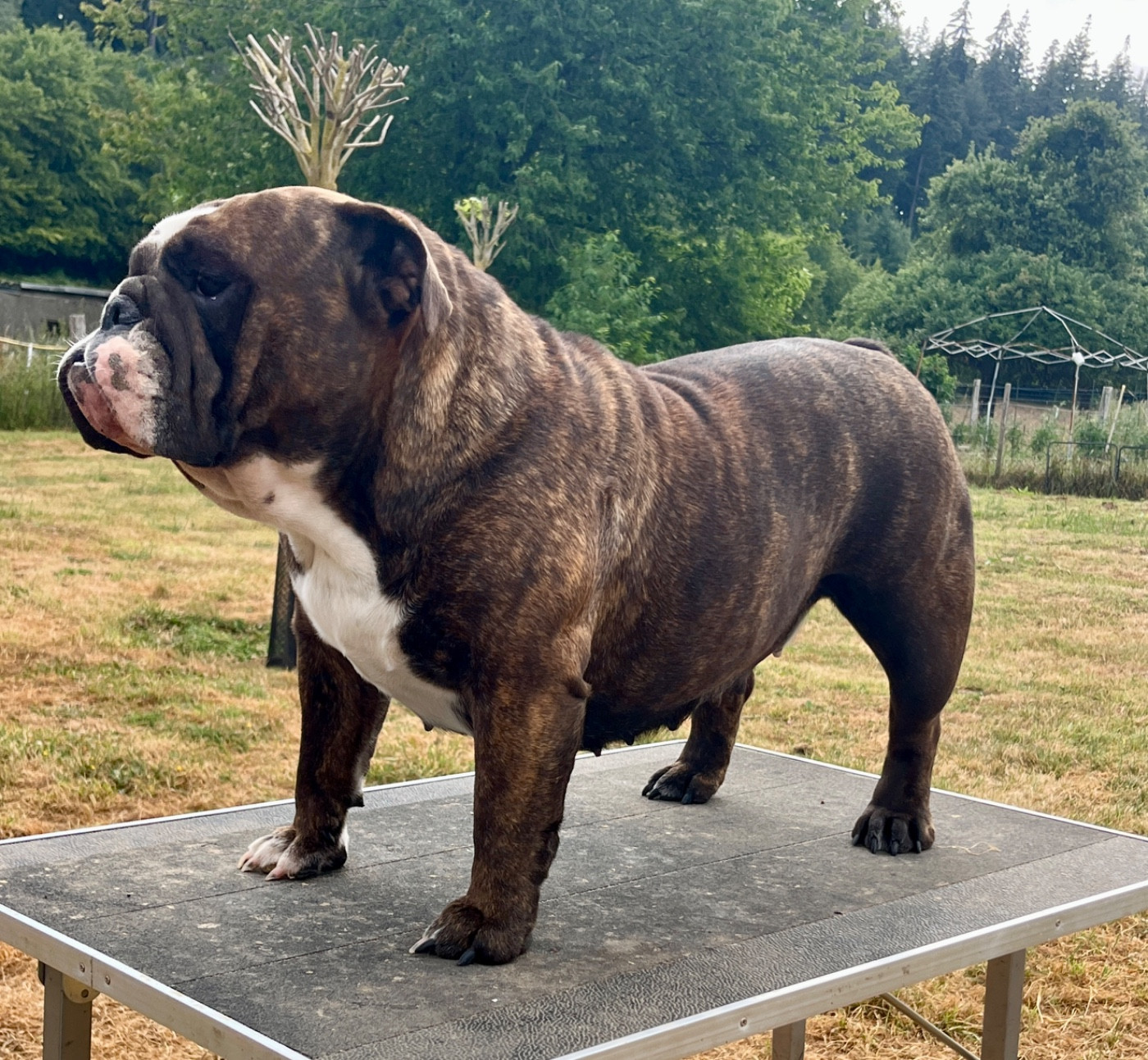 Headley Bull's Headley Bull s Vice Versa