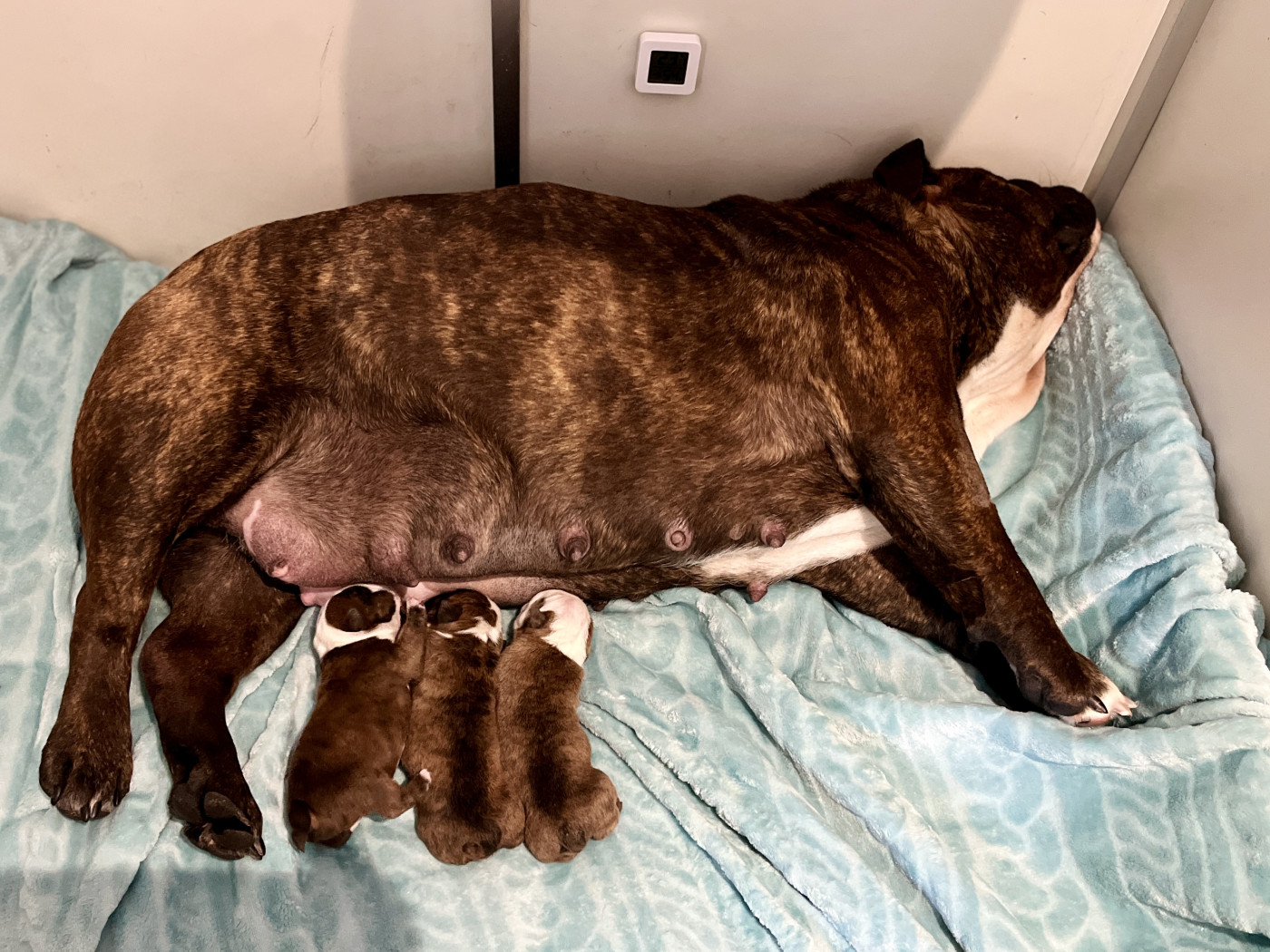 Chiot Bulldog Anglais del Caliborso