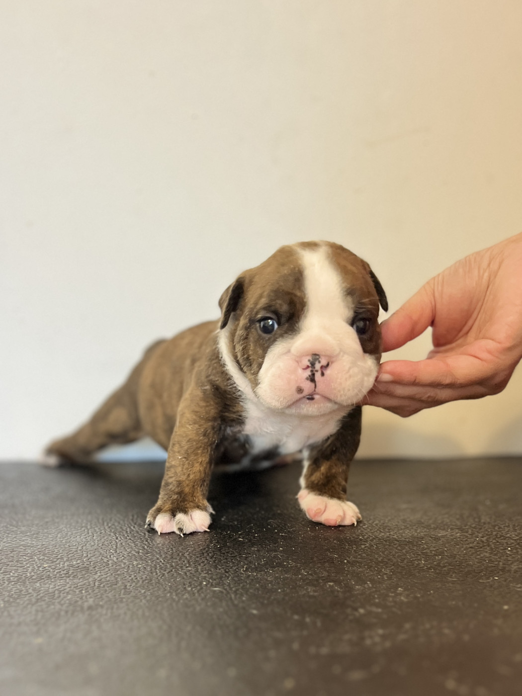 del Caliborso - Chiots disponibles - Bulldog Anglais