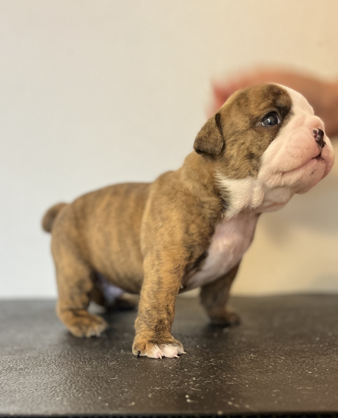 del Caliborso - Chiots disponibles - Bulldog Anglais