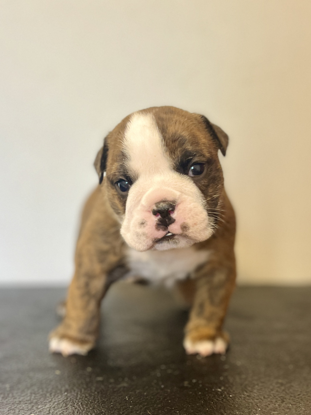 del Caliborso - Chiots disponibles - Bulldog Anglais