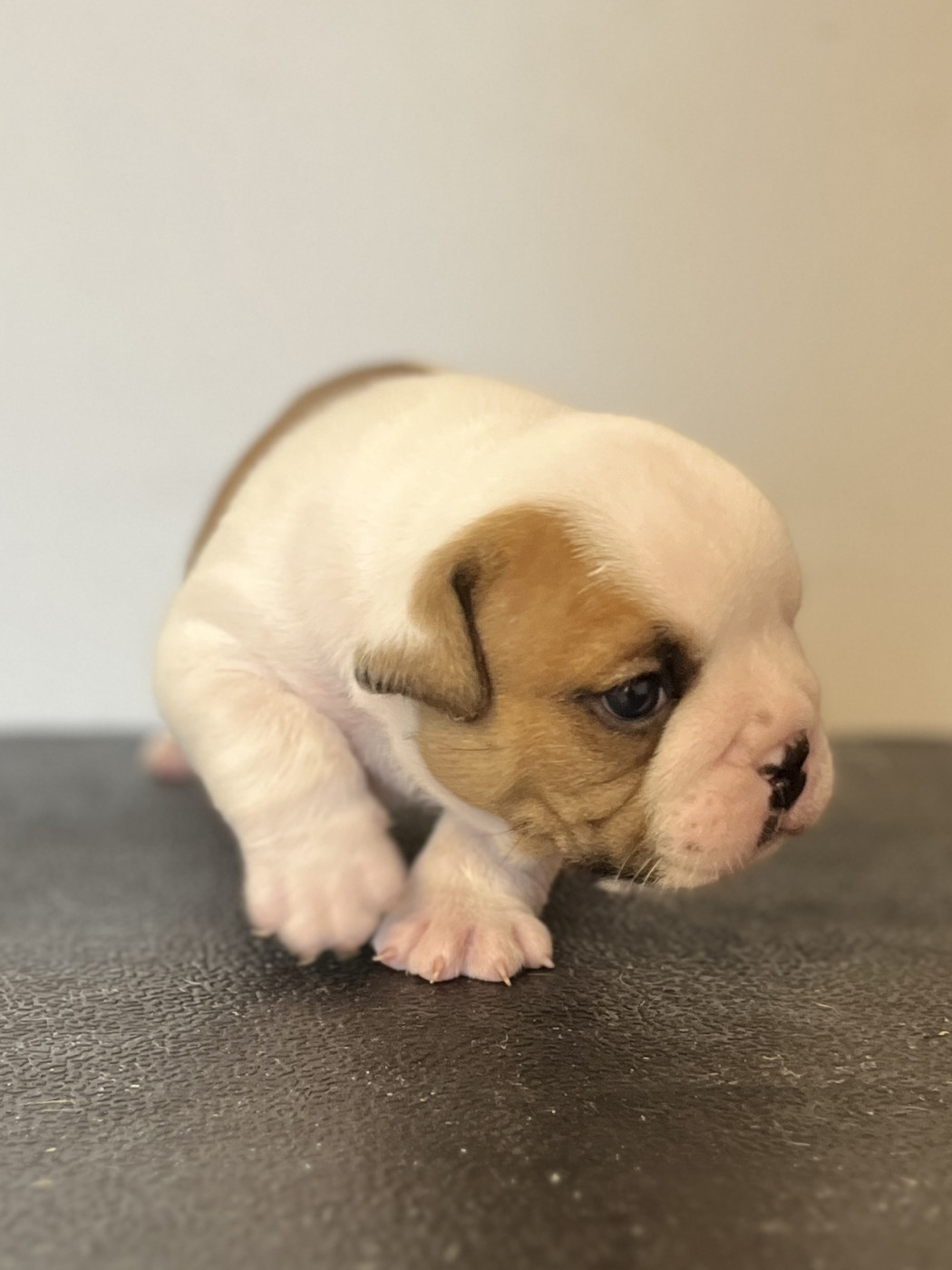 del Caliborso - Chiots disponibles - Bulldog Anglais