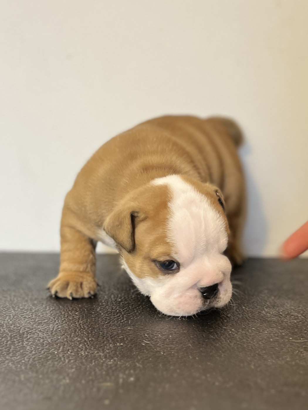 del Caliborso - Chiots disponibles - Bulldog Anglais