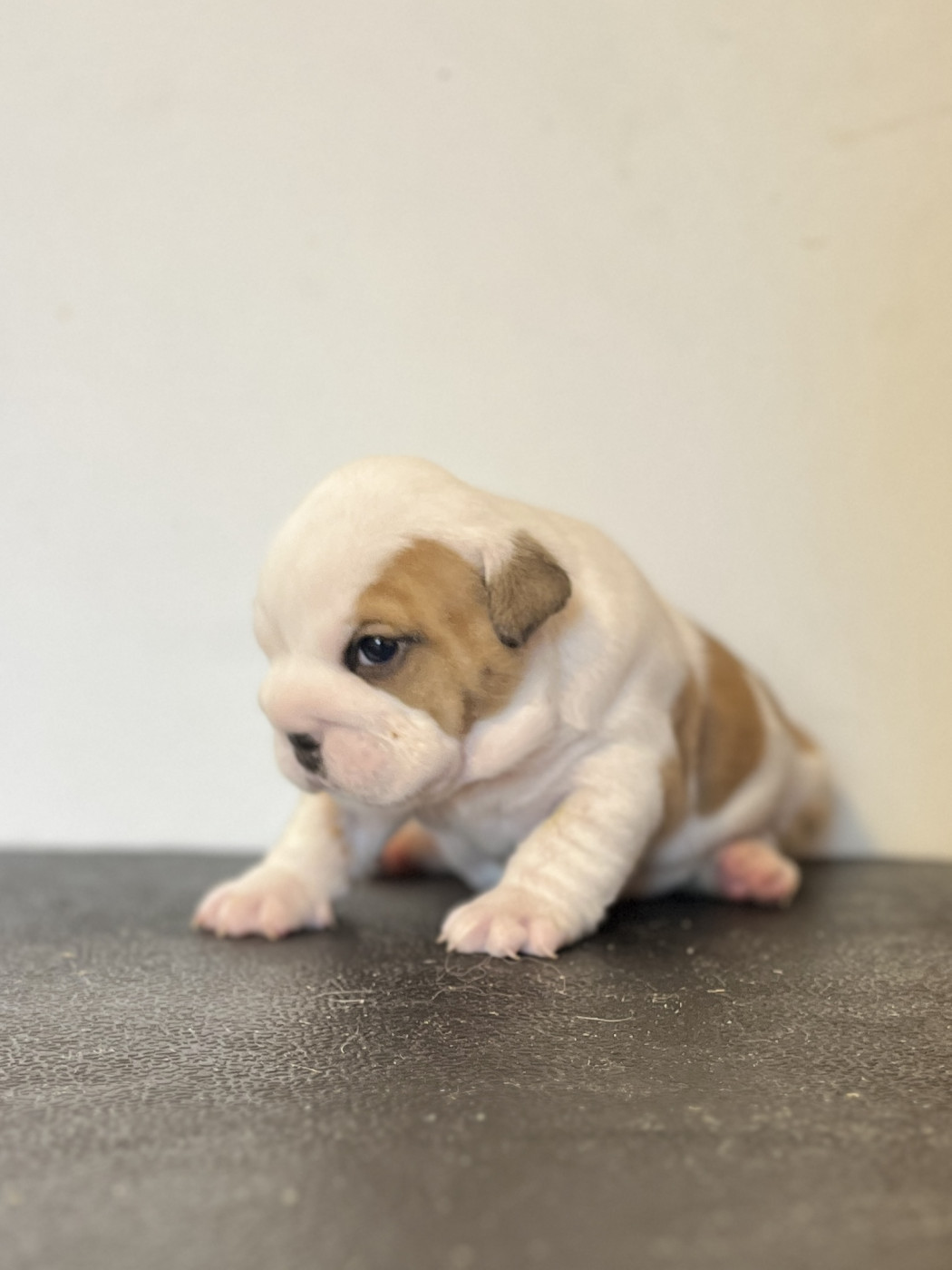 del Caliborso - Chiots disponibles - Bulldog Anglais
