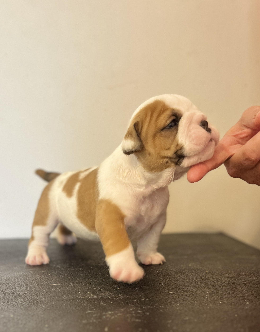 del Caliborso - Chiots disponibles - Bulldog Anglais