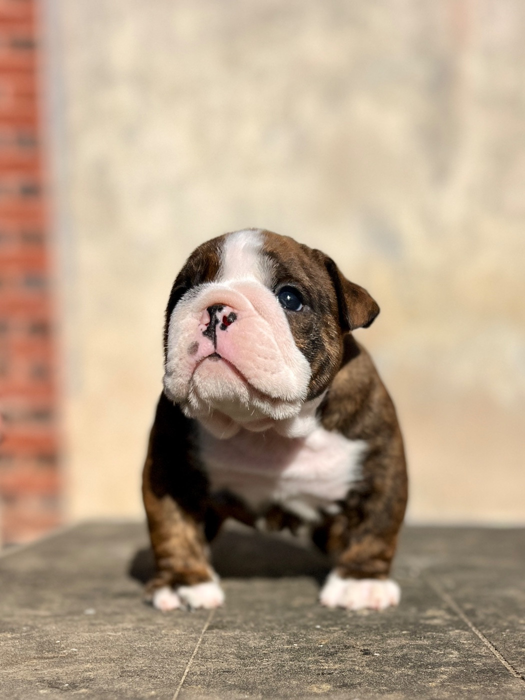 del Caliborso - Chiots disponibles - Bulldog Anglais