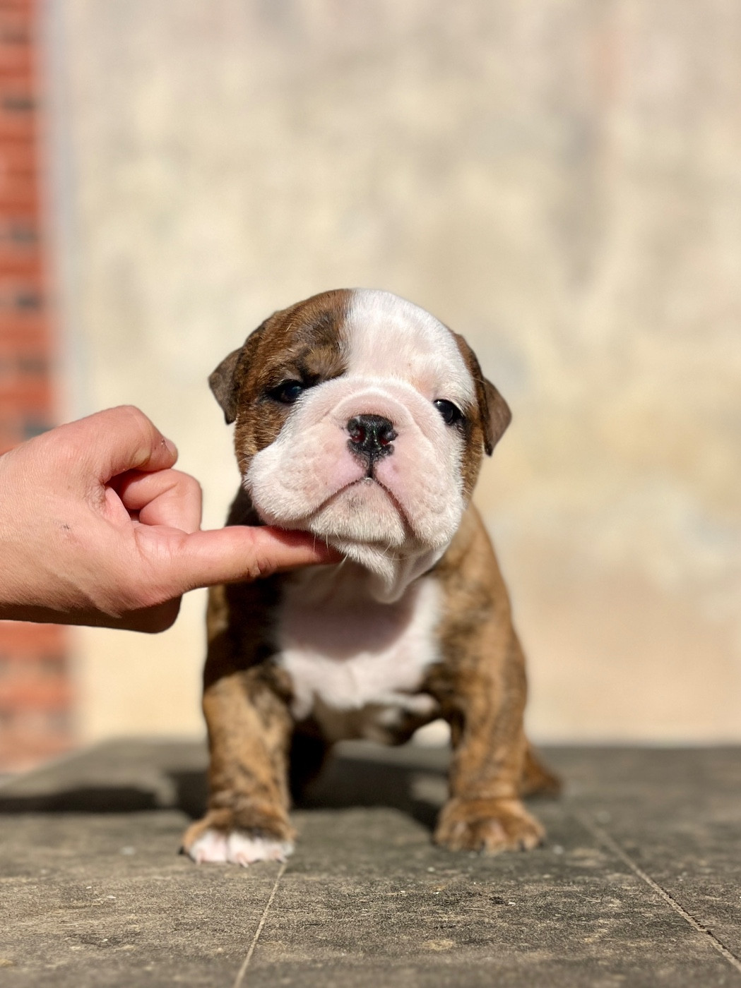 del Caliborso - Chiots disponibles - Bulldog Anglais