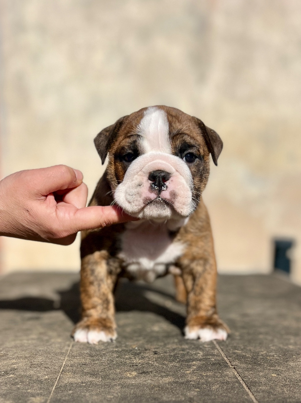 del Caliborso - Chiots disponibles - Bulldog Anglais