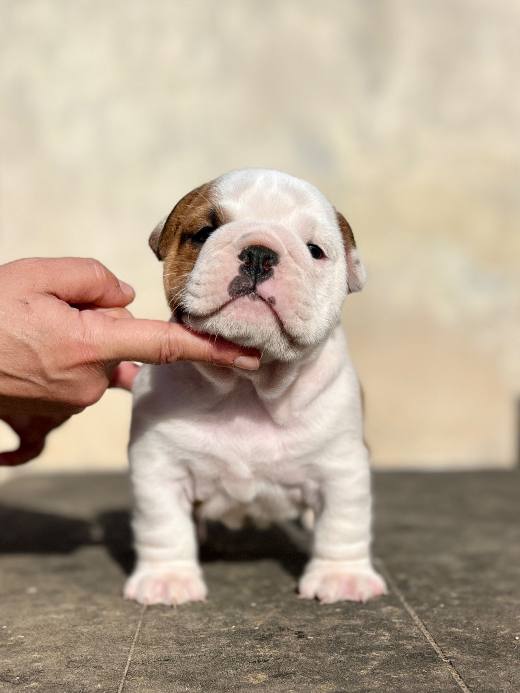 del Caliborso - Chiots disponibles - Bulldog Anglais