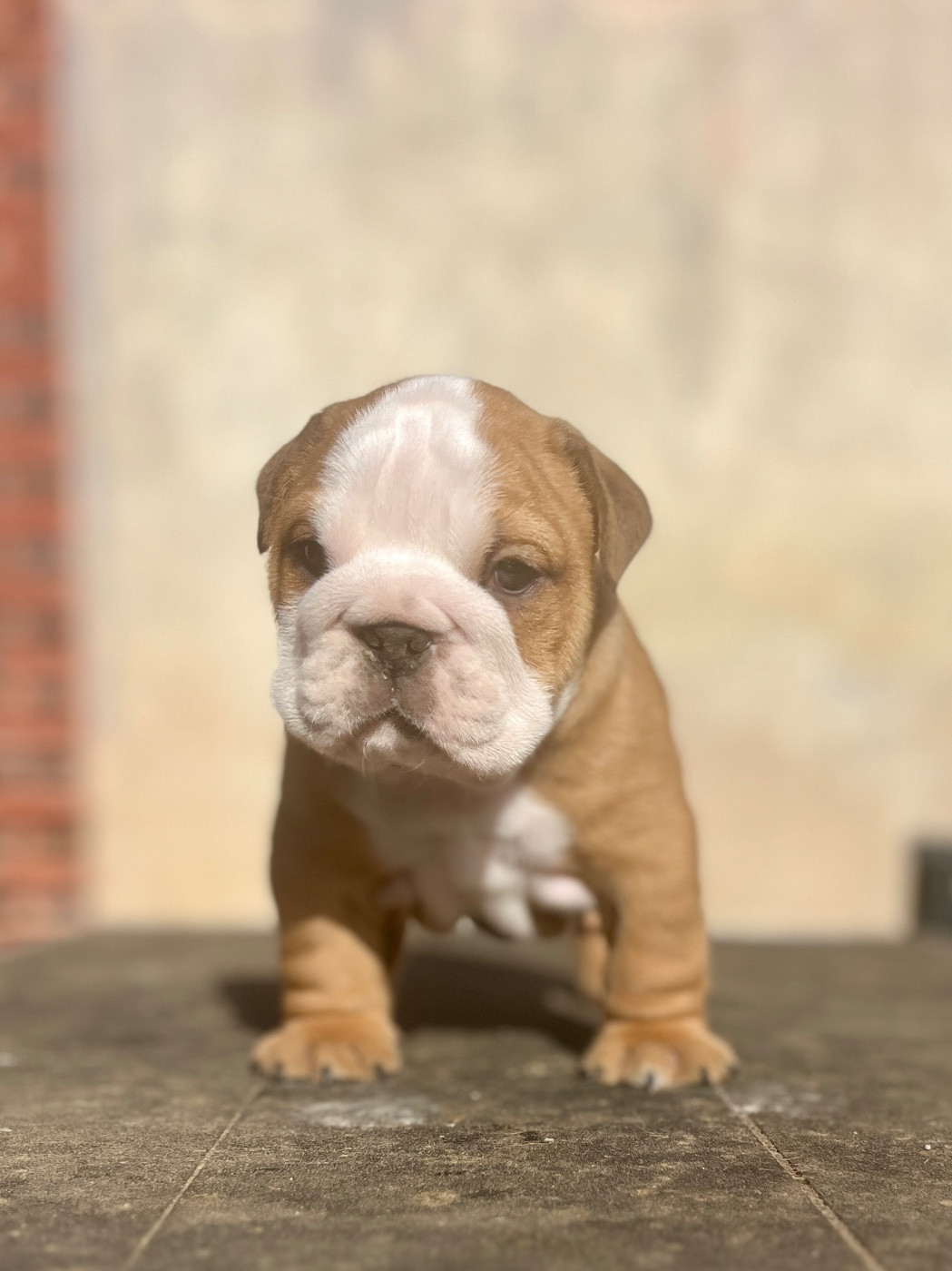 del Caliborso - Chiots disponibles - Bulldog Anglais