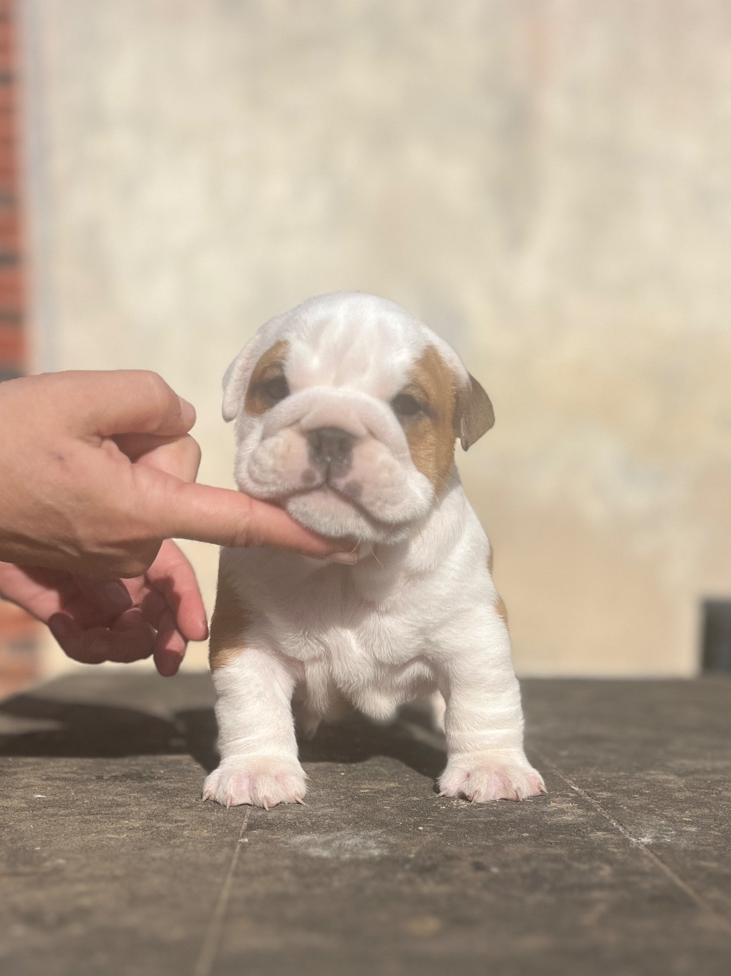 del Caliborso - Chiots disponibles - Bulldog Anglais
