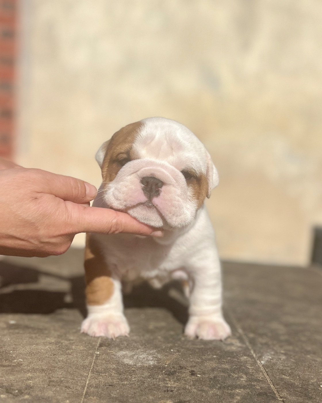 del Caliborso - Chiots disponibles - Bulldog Anglais