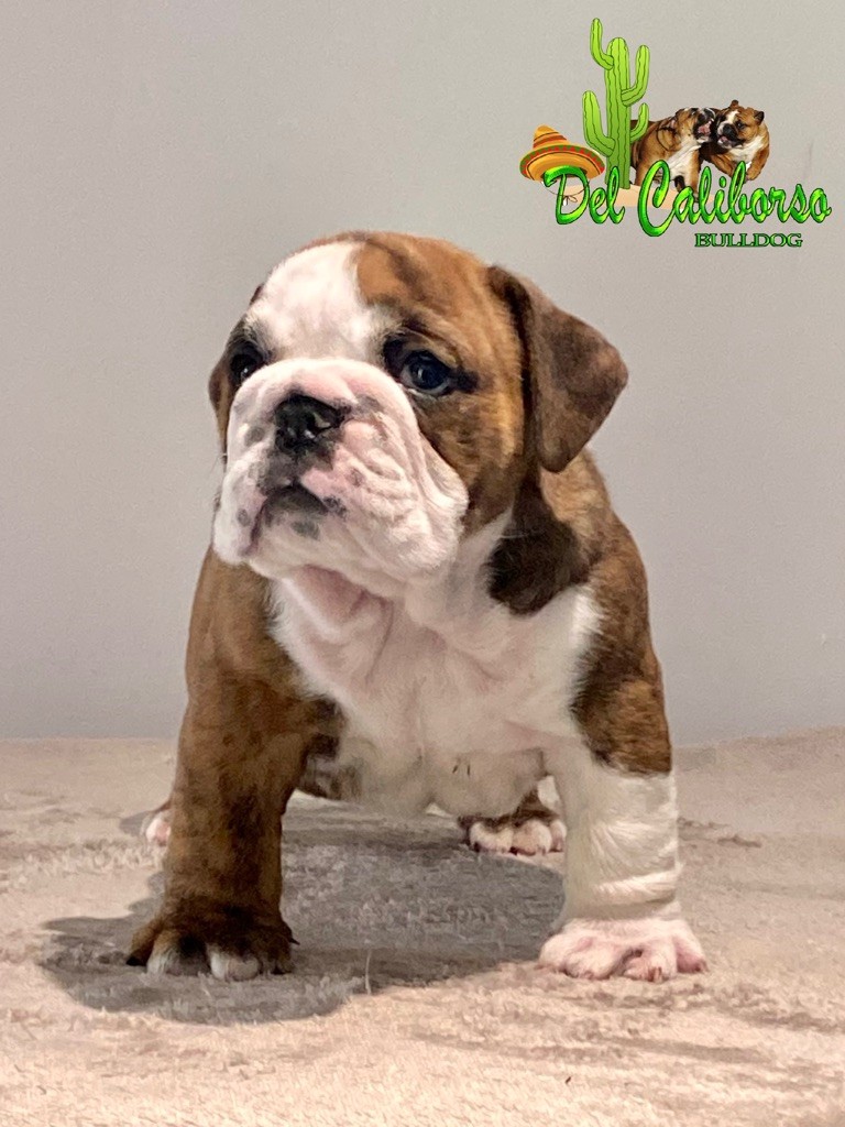 del Caliborso - Bulldog Anglais - Portée née le 15/03/2022
