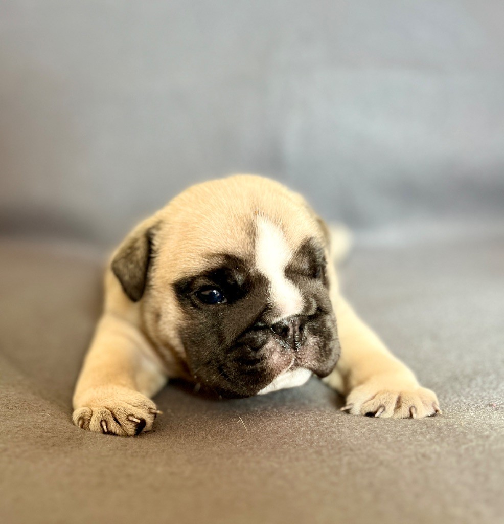 del Caliborso - Chiots disponibles - Bulldog Anglais