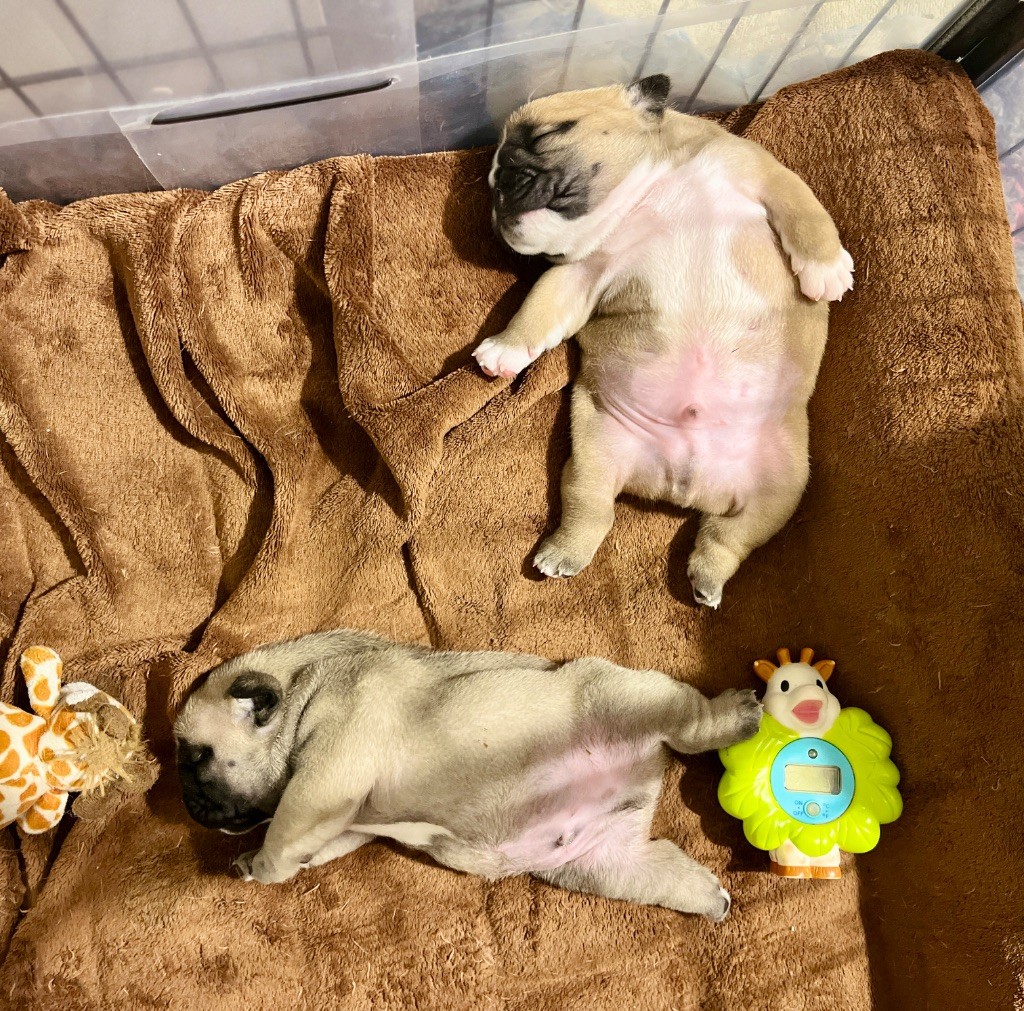 Chiot Bulldog Anglais del Caliborso