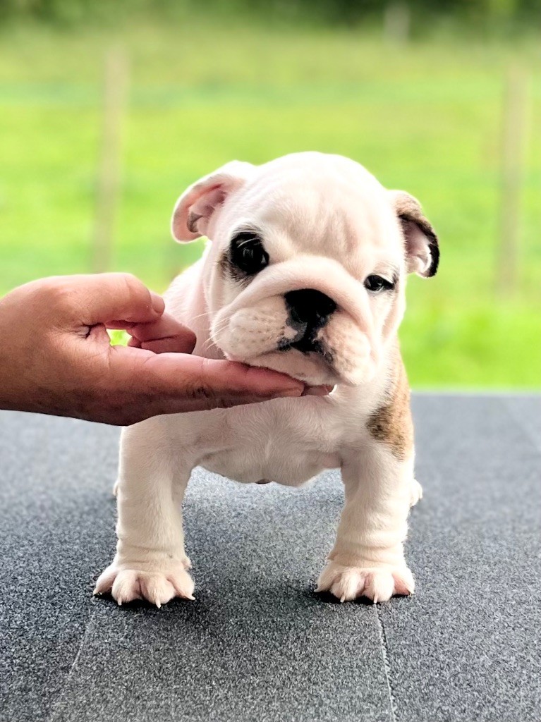 del Caliborso - Bulldog Anglais - Portée née le 13/07/2023