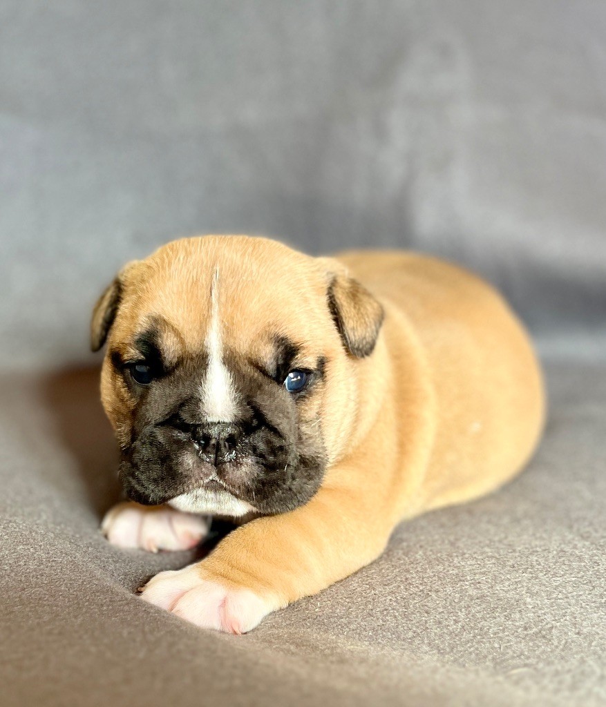 del Caliborso - Chiots disponibles - Bulldog Anglais