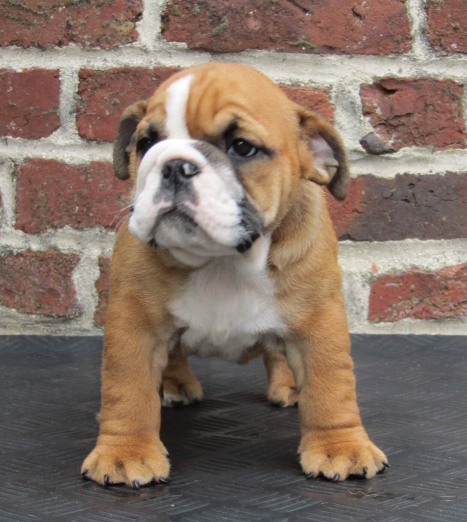 del Caliborso - Bulldog Anglais - Portée née le 25/06/2019