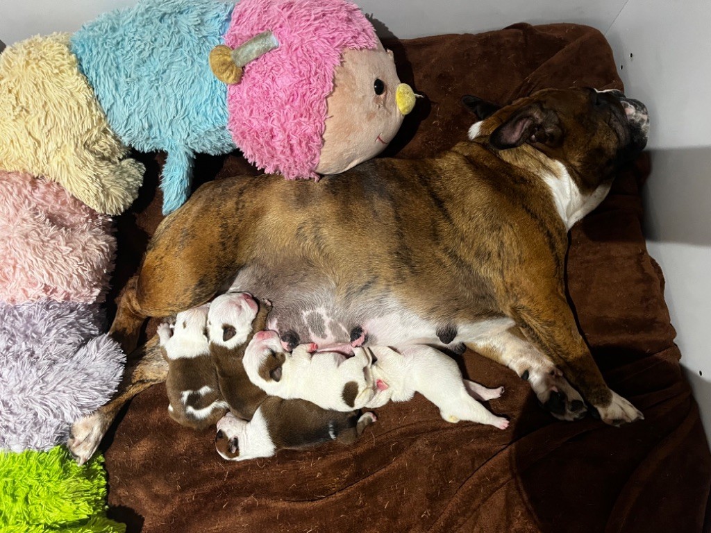 del Caliborso - Bulldog Anglais - Portée née le 18/10/2023